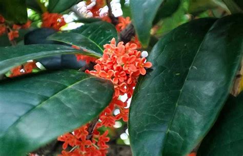 桂花 寓意|桂花的花语与寓意（桂花的五种花语及其象征的含义）